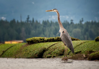 Bird standing rock water long - anne rigney free wallpaper