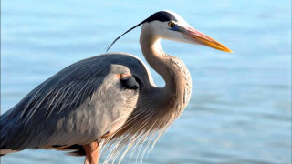 Bird long neck rock water - a long beak free wallpaper