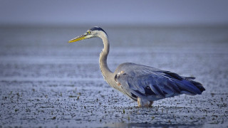 Long neck bird wings spread - a long neck free wallpaper