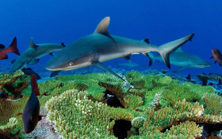 Sharks coral reef sea anemone - a blue ocean free wallpaper