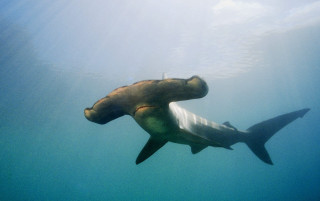 Large shark swimming person arms - an illustration free wallpaper