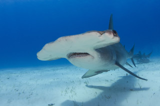 Large white shark swimming ocean 3 - fish free wallpaper