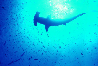 Large shark ocean fish bubble 4 - a large shark swimming in the ocean free wallpaper