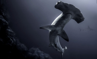 Shark swimming ocean background foreground - a shark swimming in the ocean free wallpaper