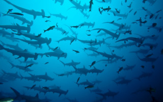 Sharks swimming ocean blue water - a large group of fish swimming free wallpaper
