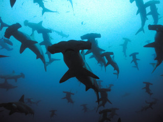 Sharks swimming ocean group together - andrew geddes free wallpaper