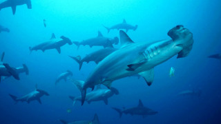 Sharks group diver ocean blue - andrew geddes free wallpaper