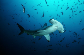 Large shark ocean fish head - fish free wallpaper