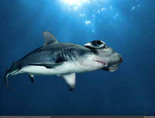 Shark swimming ocean sun fish - a shark swimming in the ocean free wallpaper