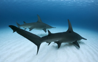 Two sharks swimming ocean blue - a few fish free wallpaper