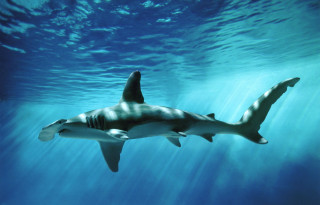 Shark swimming ocean bubbles water - a shark swimming in the ocean free wallpaper