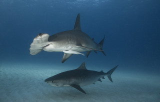 Sharks swimming ocean fish mouth - its mouth and a fish free wallpaper