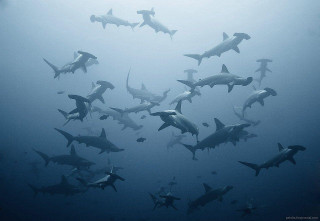 Sharks swimming ocean group together 2 - nearby free wallpaper