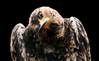 Eagle bird wings feathers black - a white spot free wallpaper