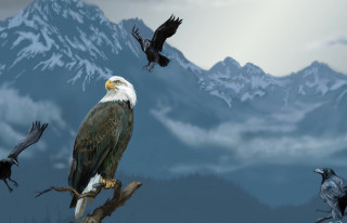 Bald eagle tree branch birds - a bald eagle free wallpaper
