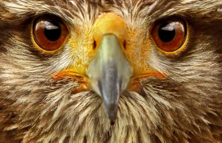 Bird prey yellow beak brown - prey free wallpaper