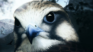 Blue beak white head black - a black body free wallpaper