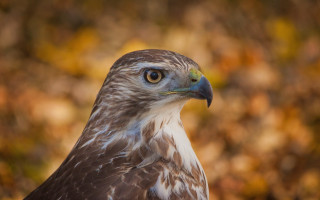Bird prey closeup autumn bokeh - a blurry background of leaves and grass free wallpaper