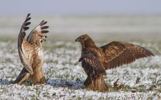 Two birds of prey standing - institutional free wallpaper