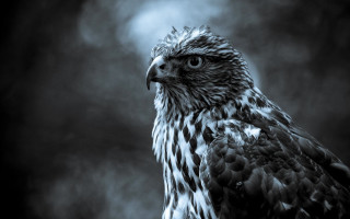 Bird prey black white sky - the dark sky free wallpaper