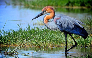 Bird long neck standing water - the water and grass free wallpaper