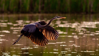 Bird flying water fish mouth 3 - impressionist free wallpaper