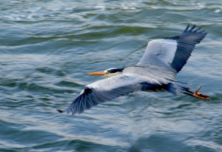 Bird flying water fish beak - over the water free wallpaper