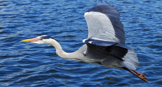 Bird flying water fish mouth 4 - mouth free wallpaper