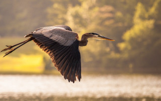 Bird flying water trees background - the background and a body of water free wallpaper