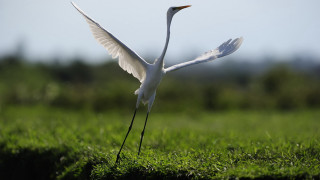 White bird flying grassy field - grassy free wallpaper