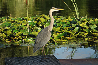 Bird dock pond green plants - bernd fasching free wallpaper