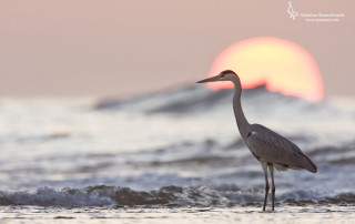 Bird standing water ocean sunset - near free wallpaper for desktop