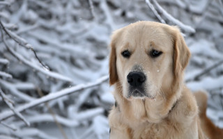 Dog standing snow outside winter - impressionist free wallpaper