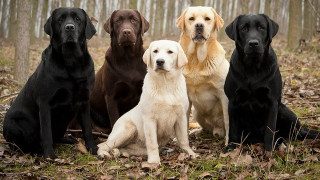 Dogs sitting woods leaves trees - an album cover free wallpaper