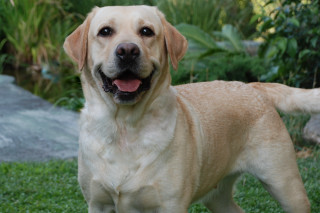 Dog standing grass tongue out - maya free wallpaper
