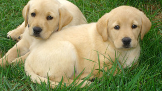 Two yellow labs laying grass - the other free wallpaper