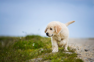 Puppy running gravel road grass - a few white flower free wallpaper