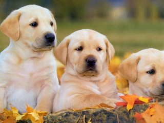 Puppies laying rock leaves tree - a rock free wallpaper