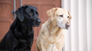 Two dogs standing outside house - the other free wallpaper