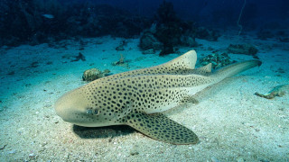 Large fish coral reef night - a coral reef free wallpaper