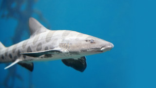 Long necked fish black white - real free wallpaper