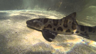 Fish waterfall rocks sand underwater - derek chittock free wallpaper