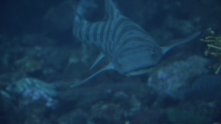 Fish swimming water rocks plants 8 - short depth of field free wallpaper
