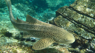 Large fish coral reef underwater - underwater free wallpaper