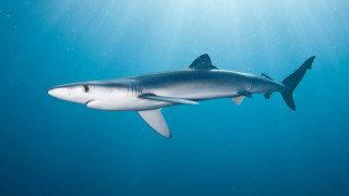 Shark swimming ocean sunbeams light - a shark swimming in the ocean free wallpaper