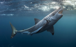 Great white shark swimming ocean - its mouth free wallpaper