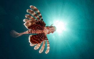 Lion fish ocean sunlight wings - body free wallpaper