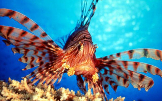Lionfish swimming ocean blue background - the water below free wallpaper