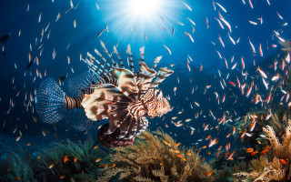 Lionfish swimming sea school fish - david martin free wallpaper