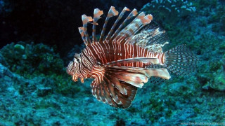 Lionfish swimming ocean coral background - aquirax uno free wallpaper for desktop